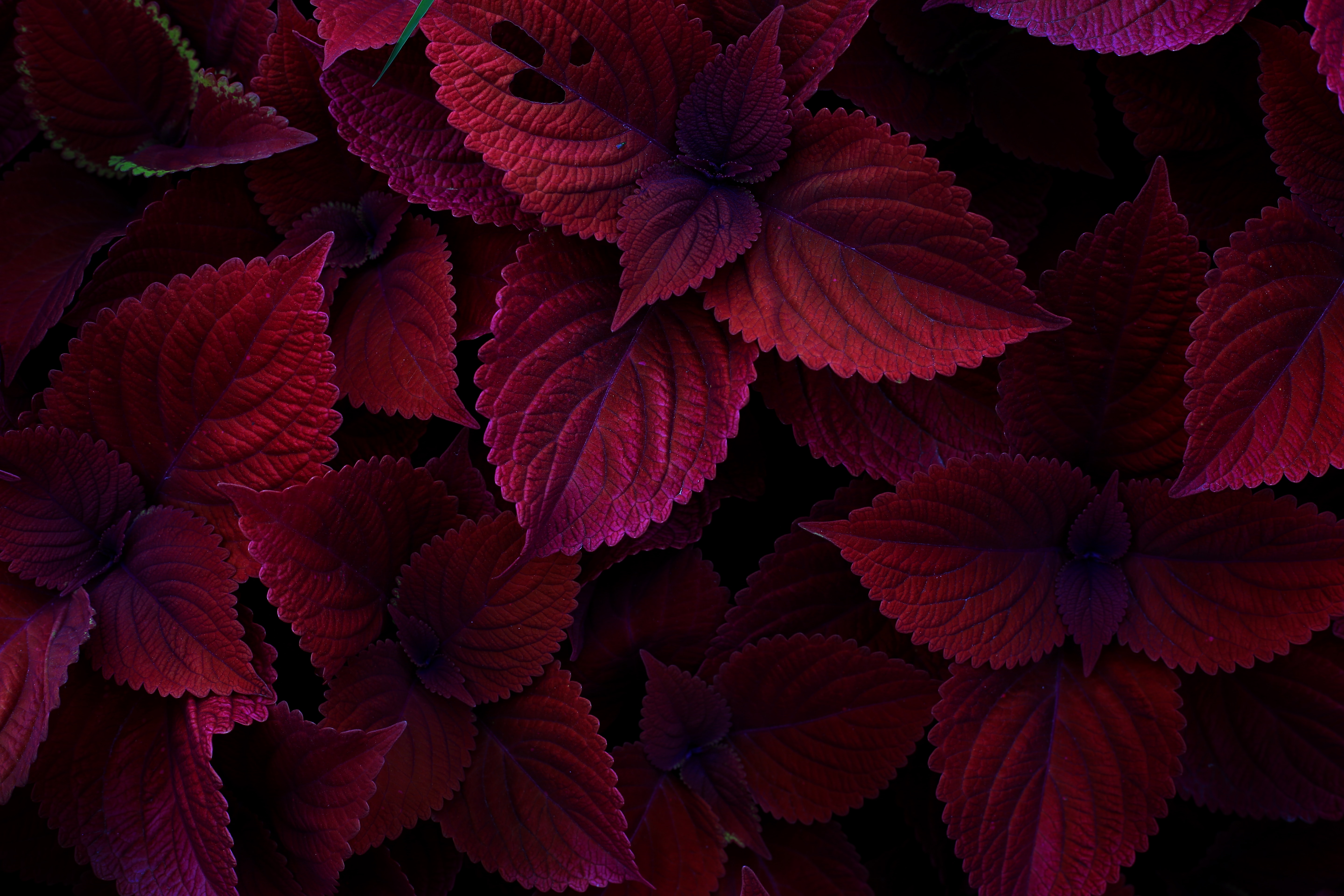 Maroon leaves