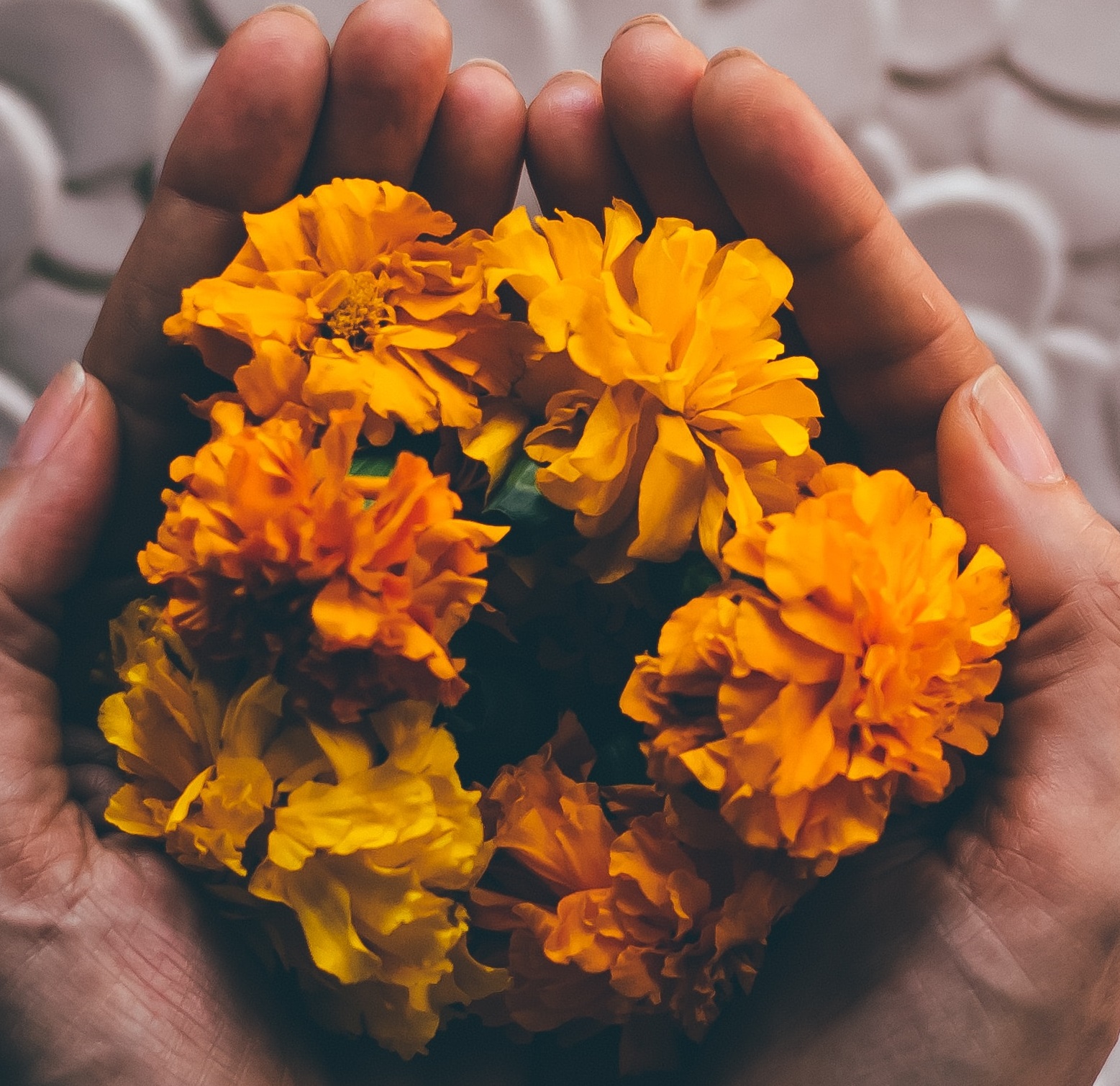 orange flowers in folded hands