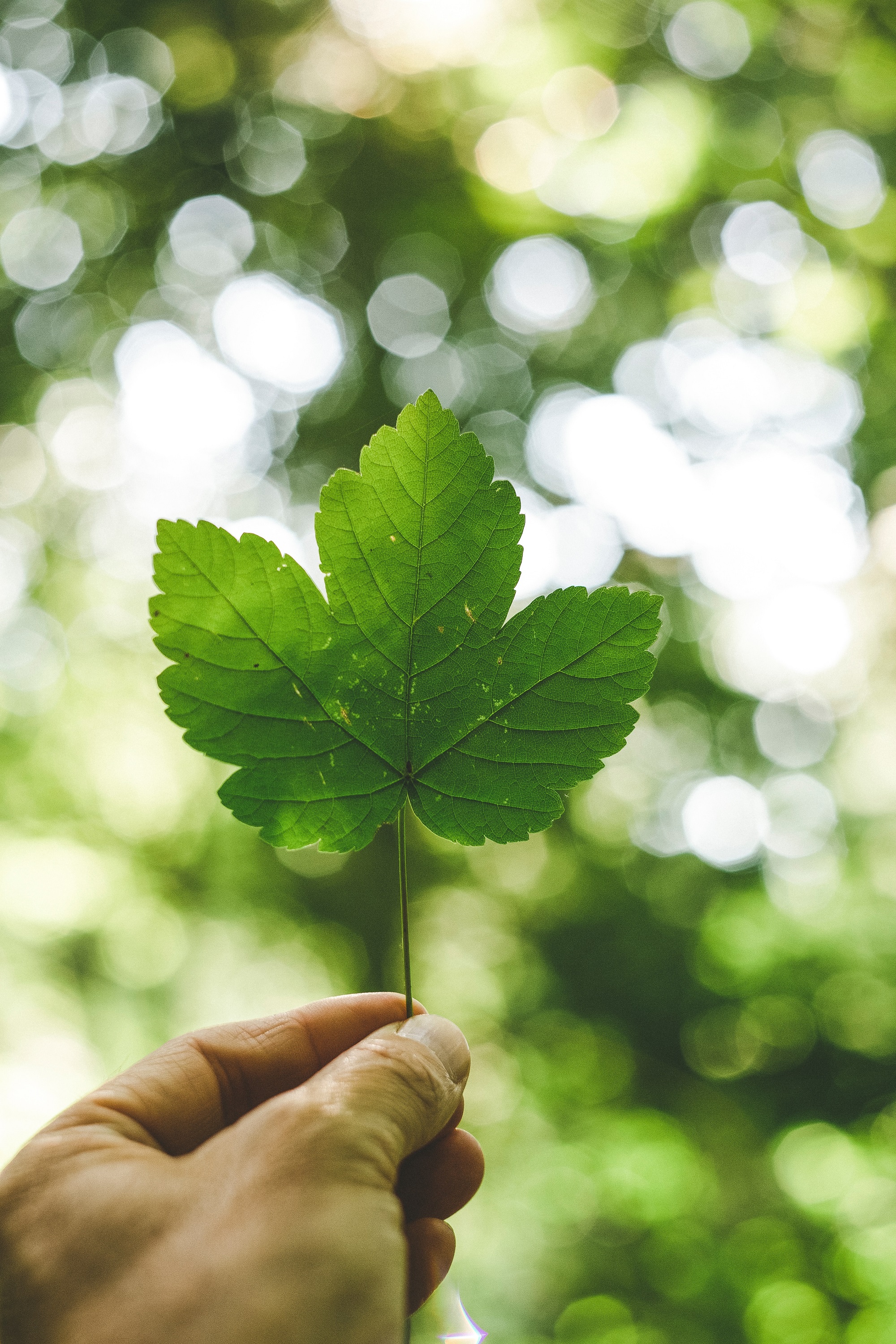 hand holding green leaf