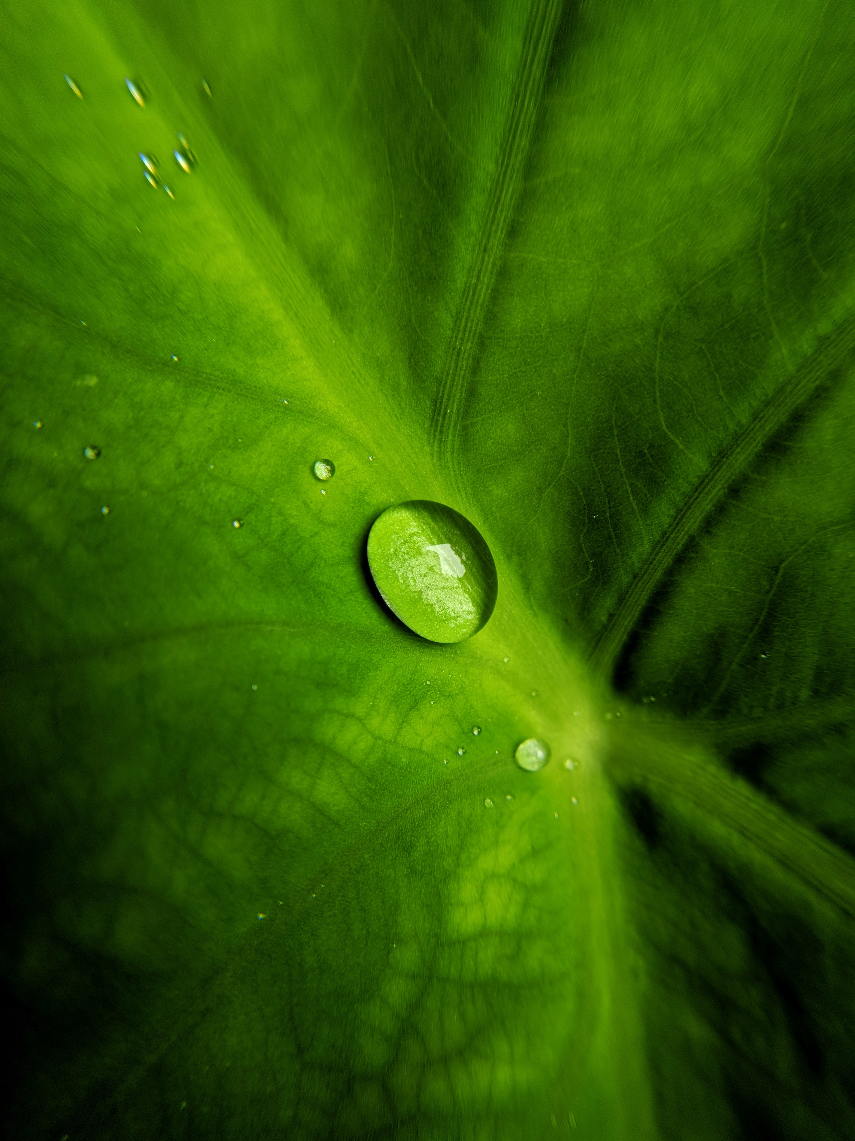 drop on green plant