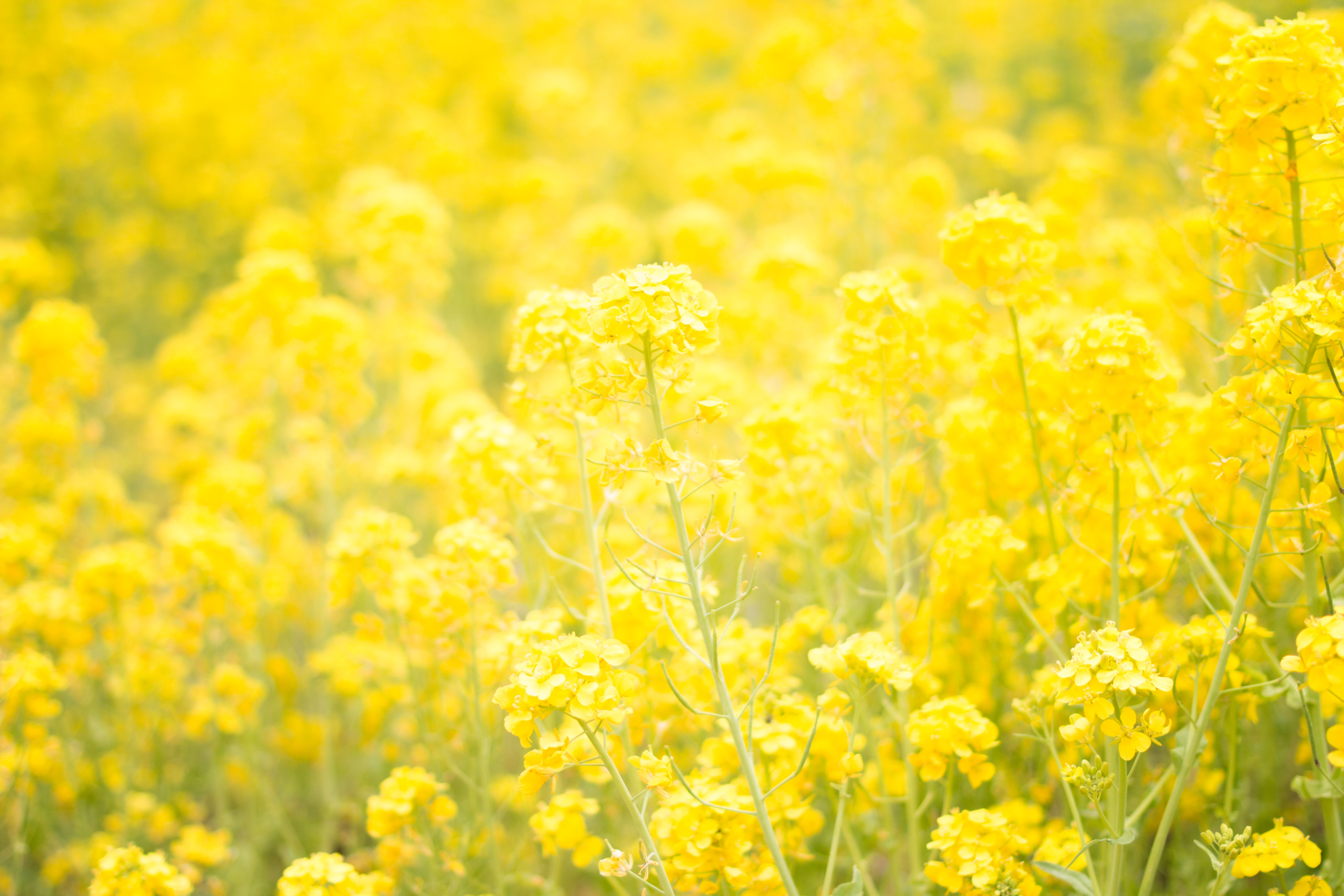 Field of yellow cornflowers