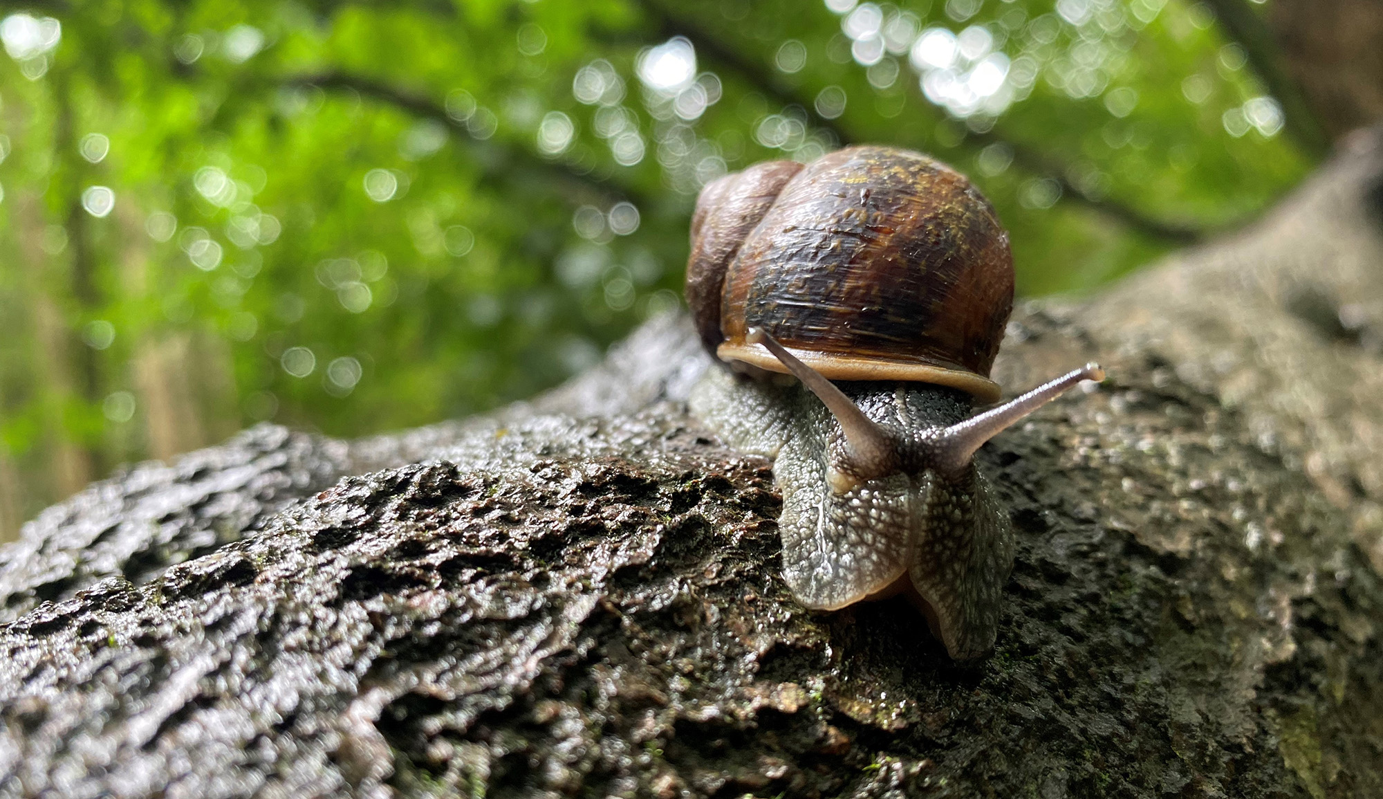 Snail on a log
