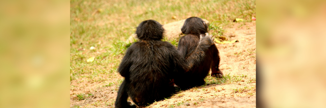 Image of two juvenile bonobos from behind, one with comforting arm around the other