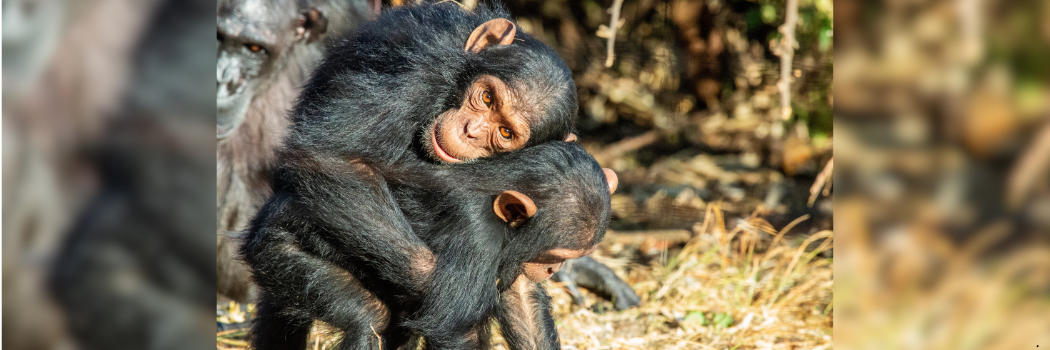 Two monkeys cuddling.