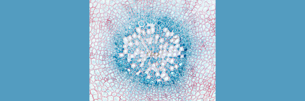 Image showing wood-forming tissue in Arabidopsis