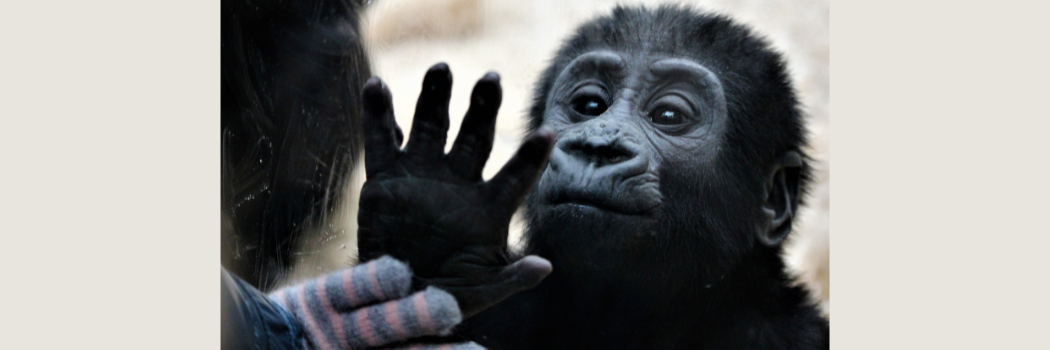 A young ape holding its hand out towards an outstretched human hand