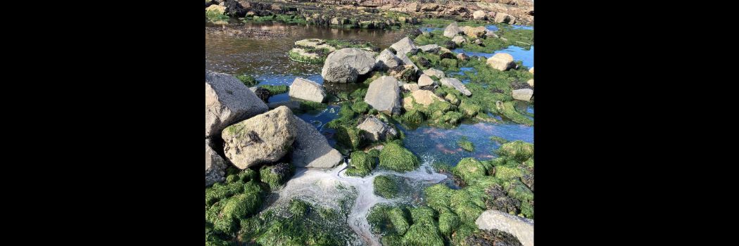 A river with rocks covered in green seaweed