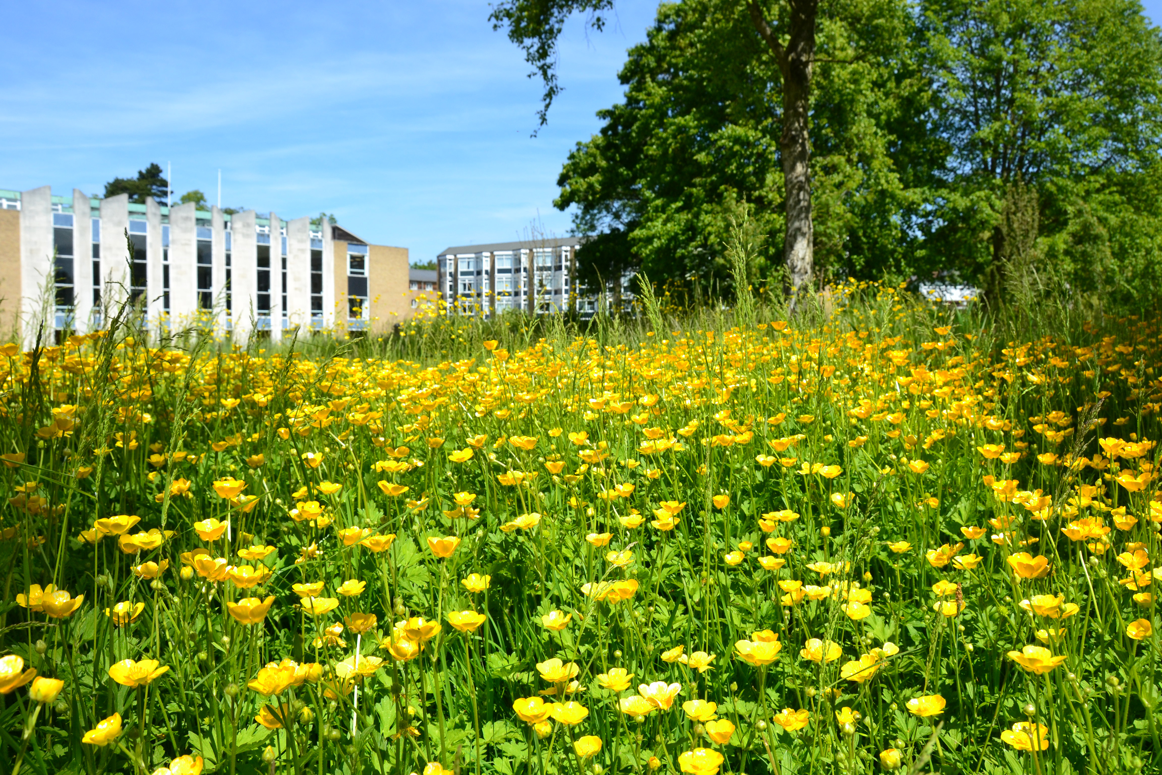 Van Mildert Main Building with yellow flowers