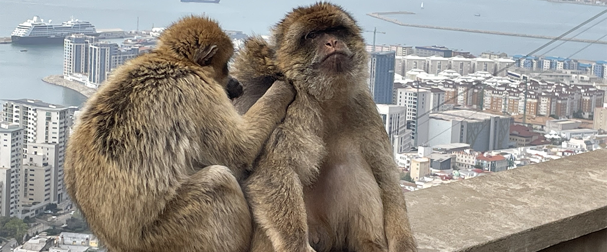 Gibraltar monkeys