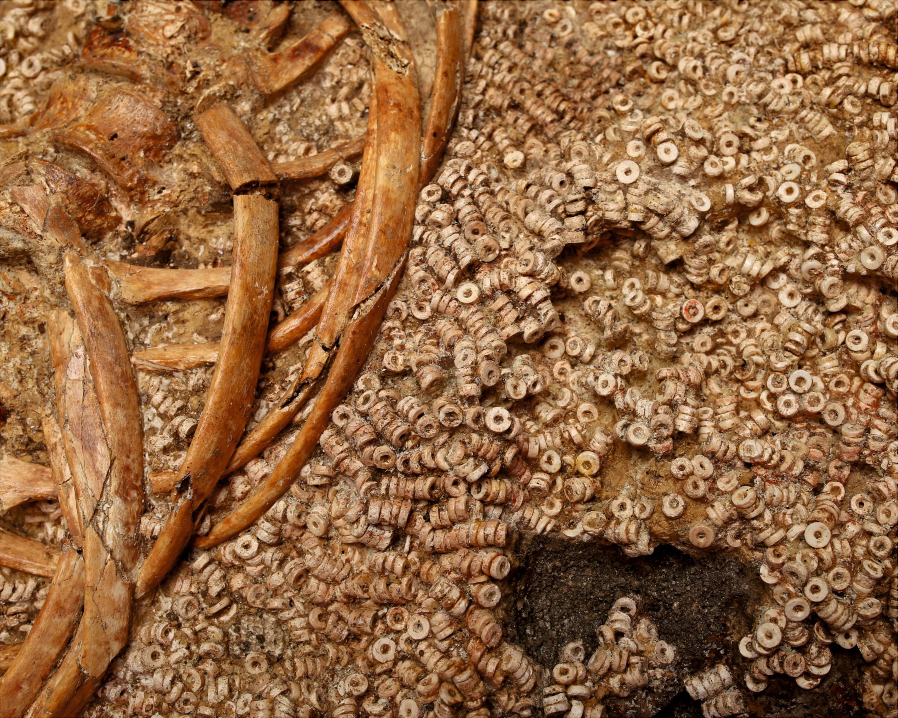 Detail shot of one of the skeletons in the Montelirio burial, Individual 343, showing multitudinous shell beads and the individuals left ribs and part of their spinal column.