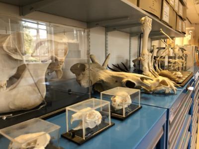 Various animal skulls and limb bones in clear cases and on cabinets in the Artefacts and Zooarchaeology Lab