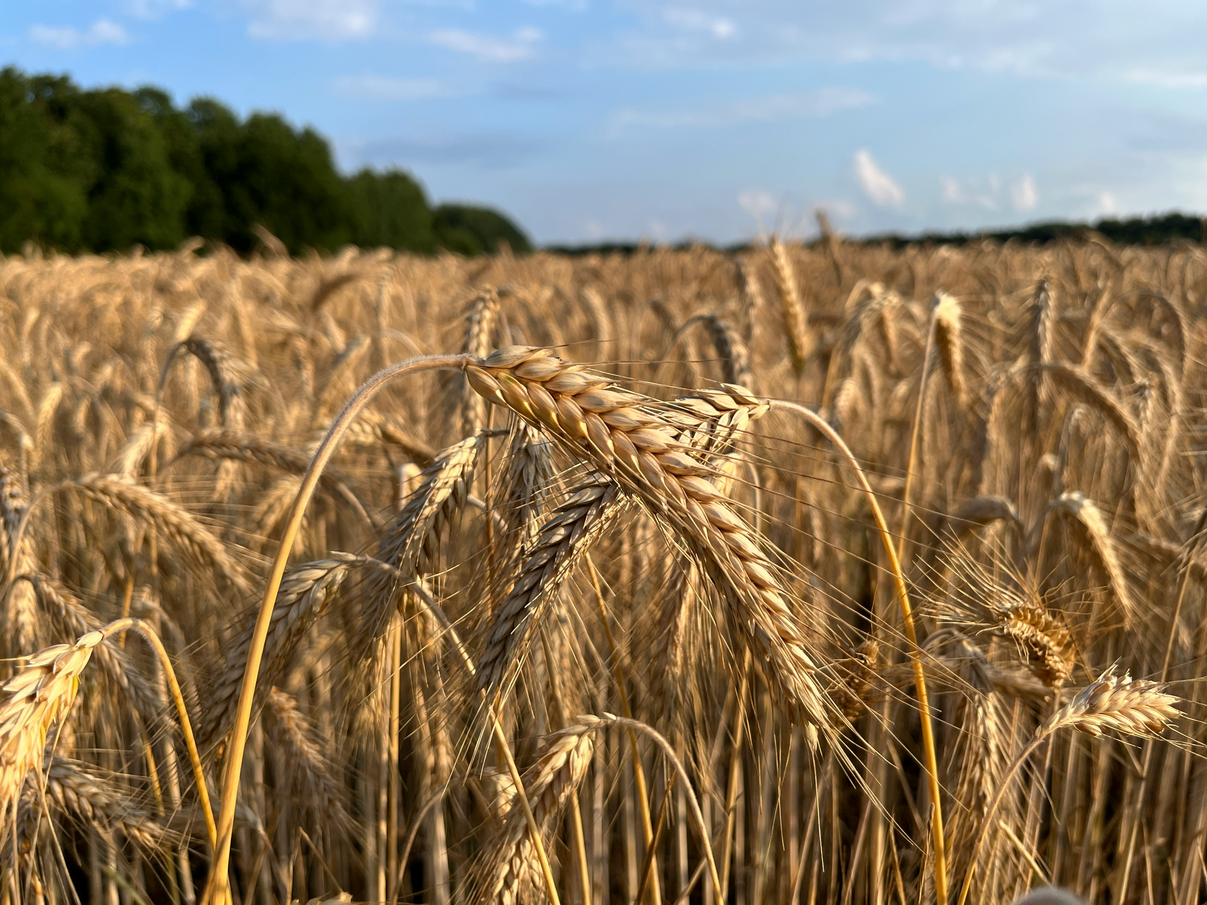 A field of golden wheat