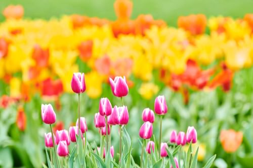 Pink tulips in the foreground with blurred yellow and orange ones in the background