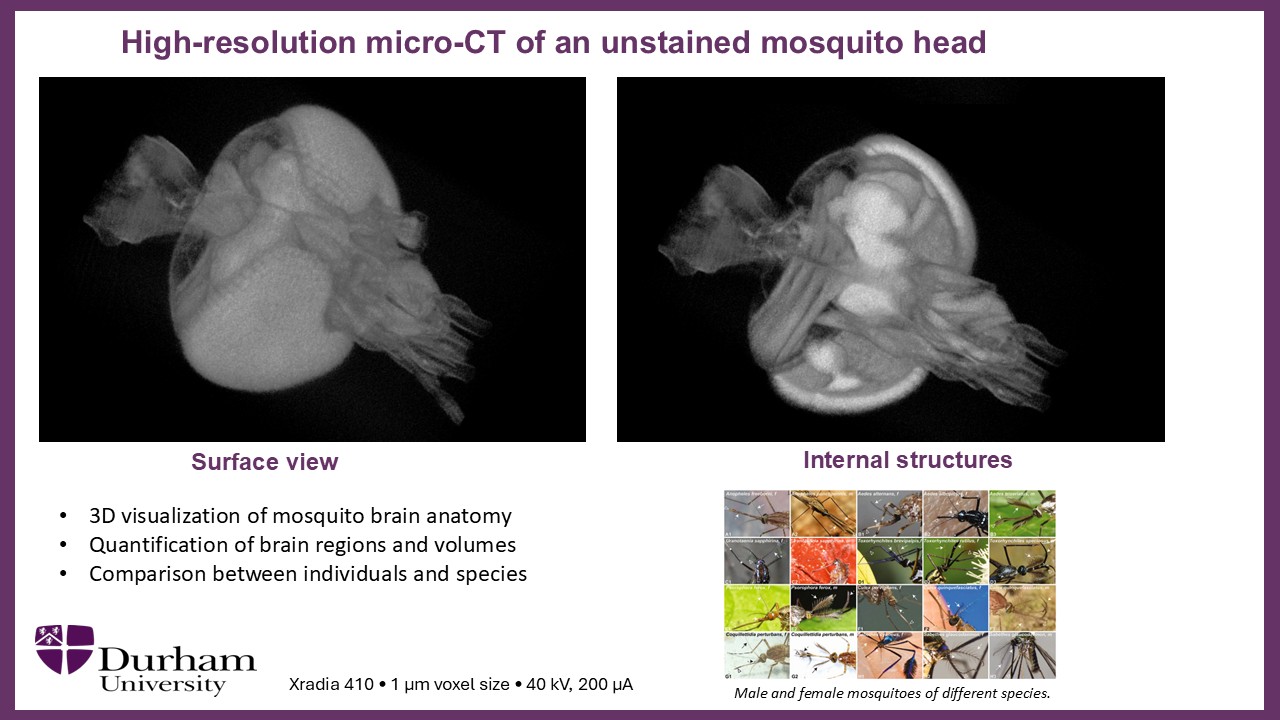 Mosquito head under XCT