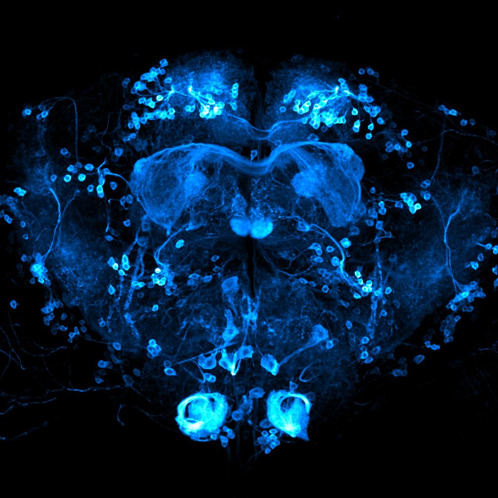 drosophila brain