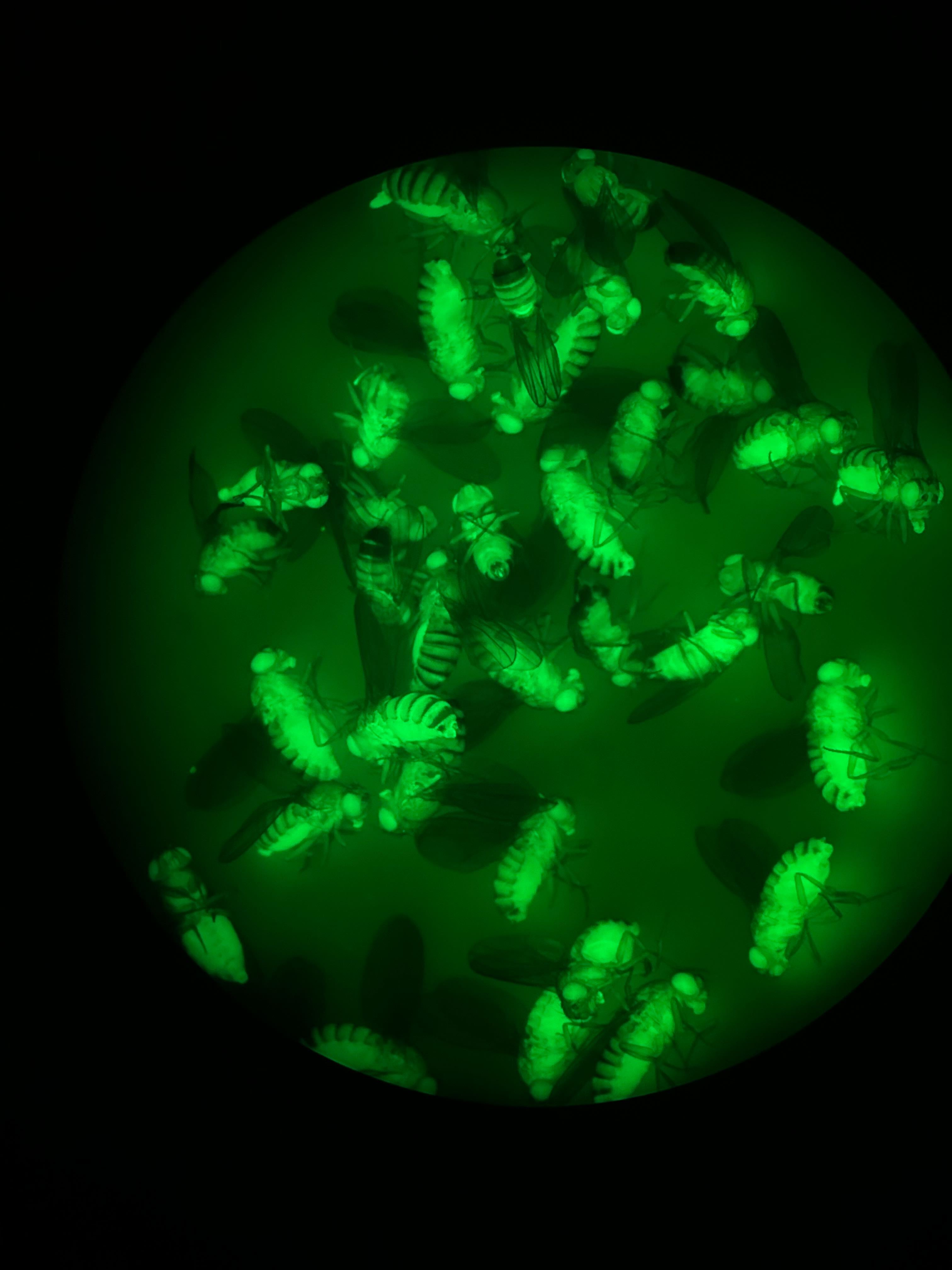 drosophila flies