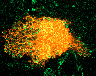 fluorescently labelled fly neurons