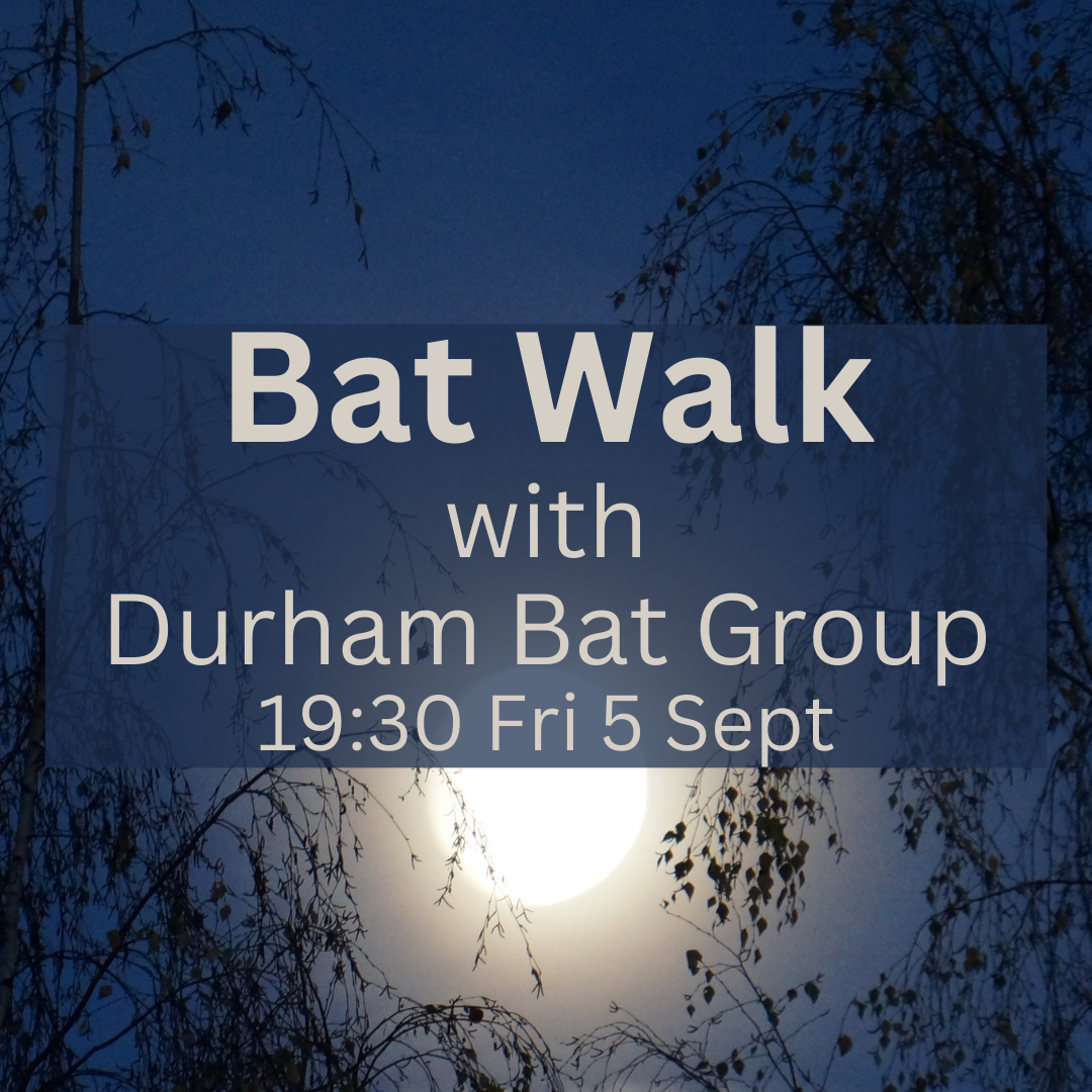 Bat walk
