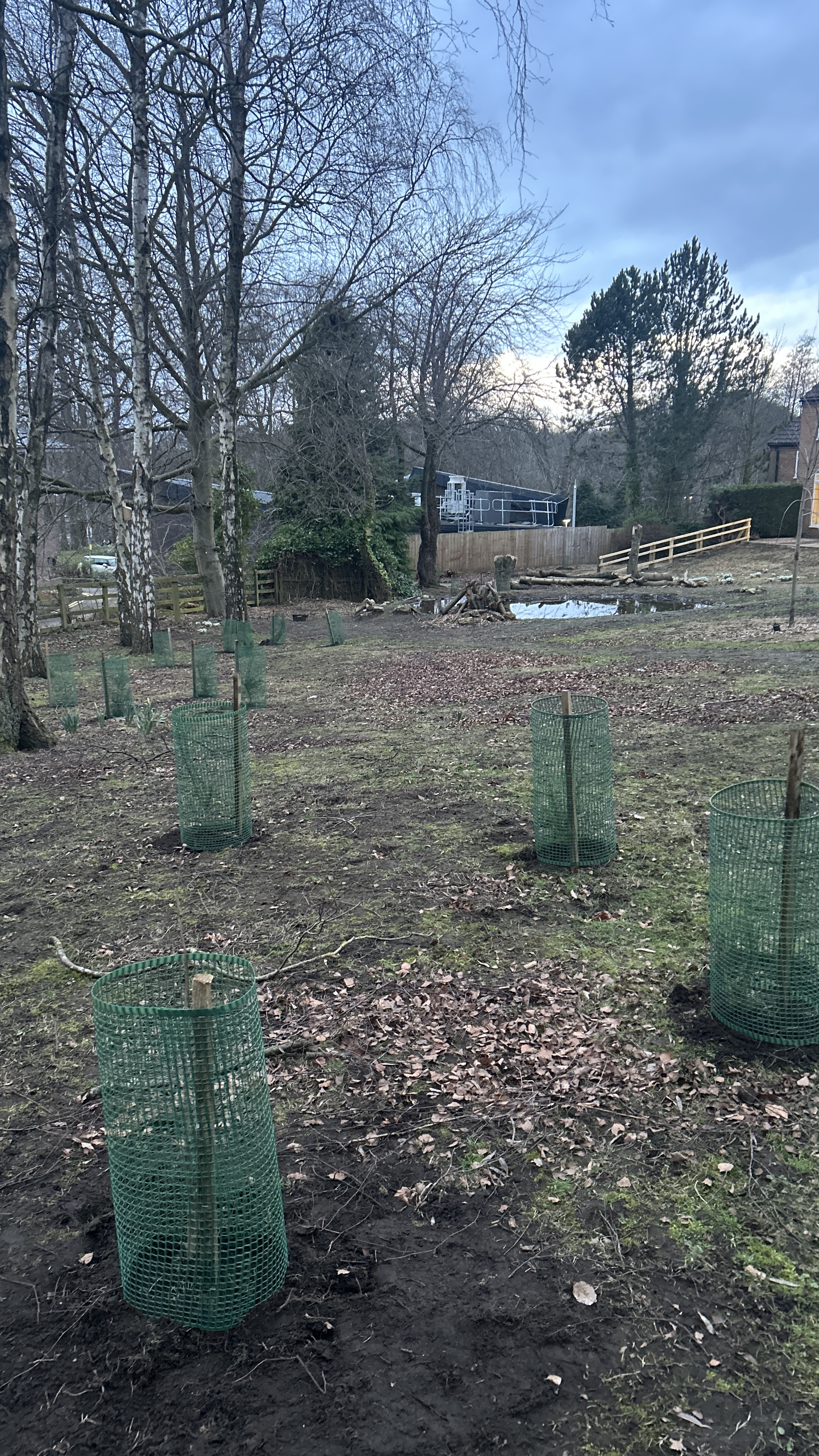 Grey to Green tree planting Feb 2026