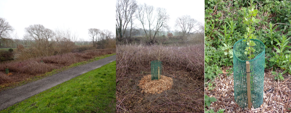 Black poplar trees planted along river bank
