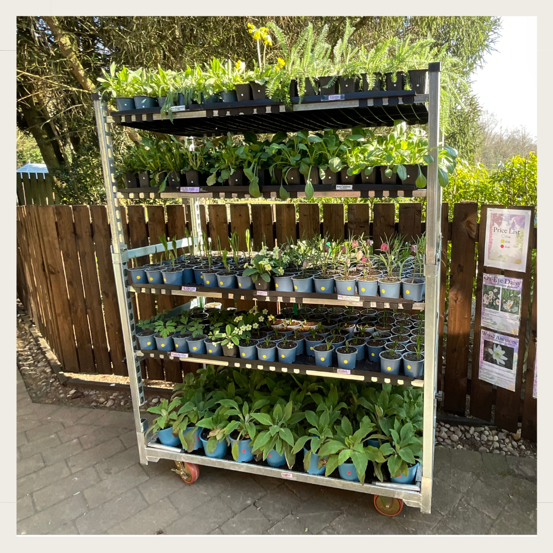 Plant sale, Botanic Gardens, April 2025