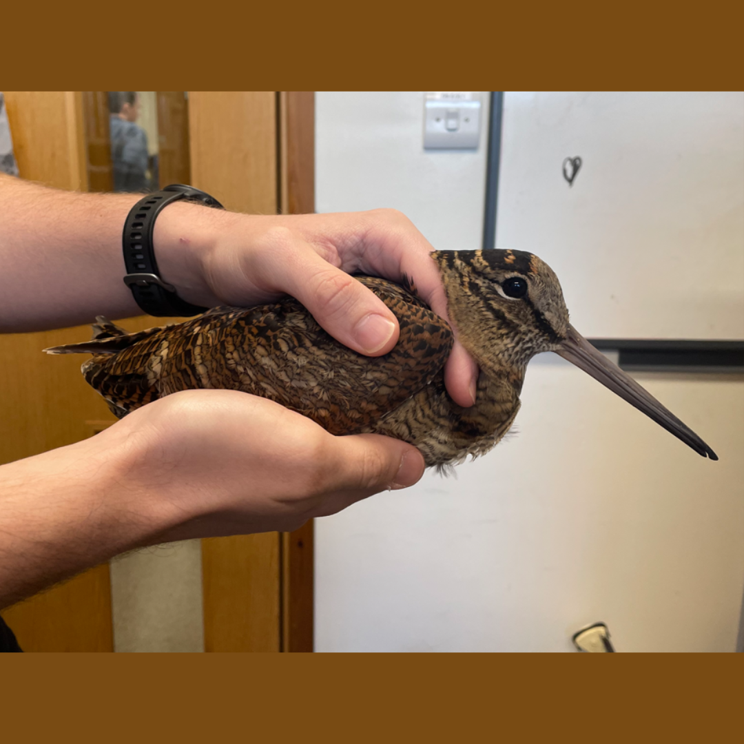 Spotlight on migrating birds - the woodcock