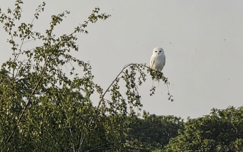 owl.jpg