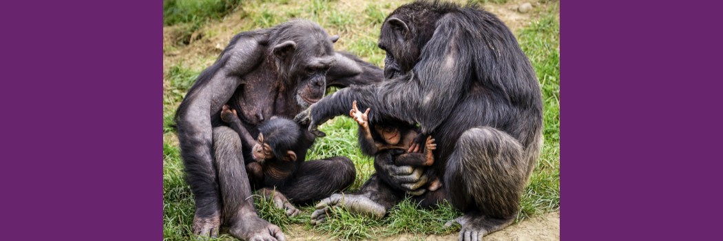 Two adult apes sit on grass holding infant apes