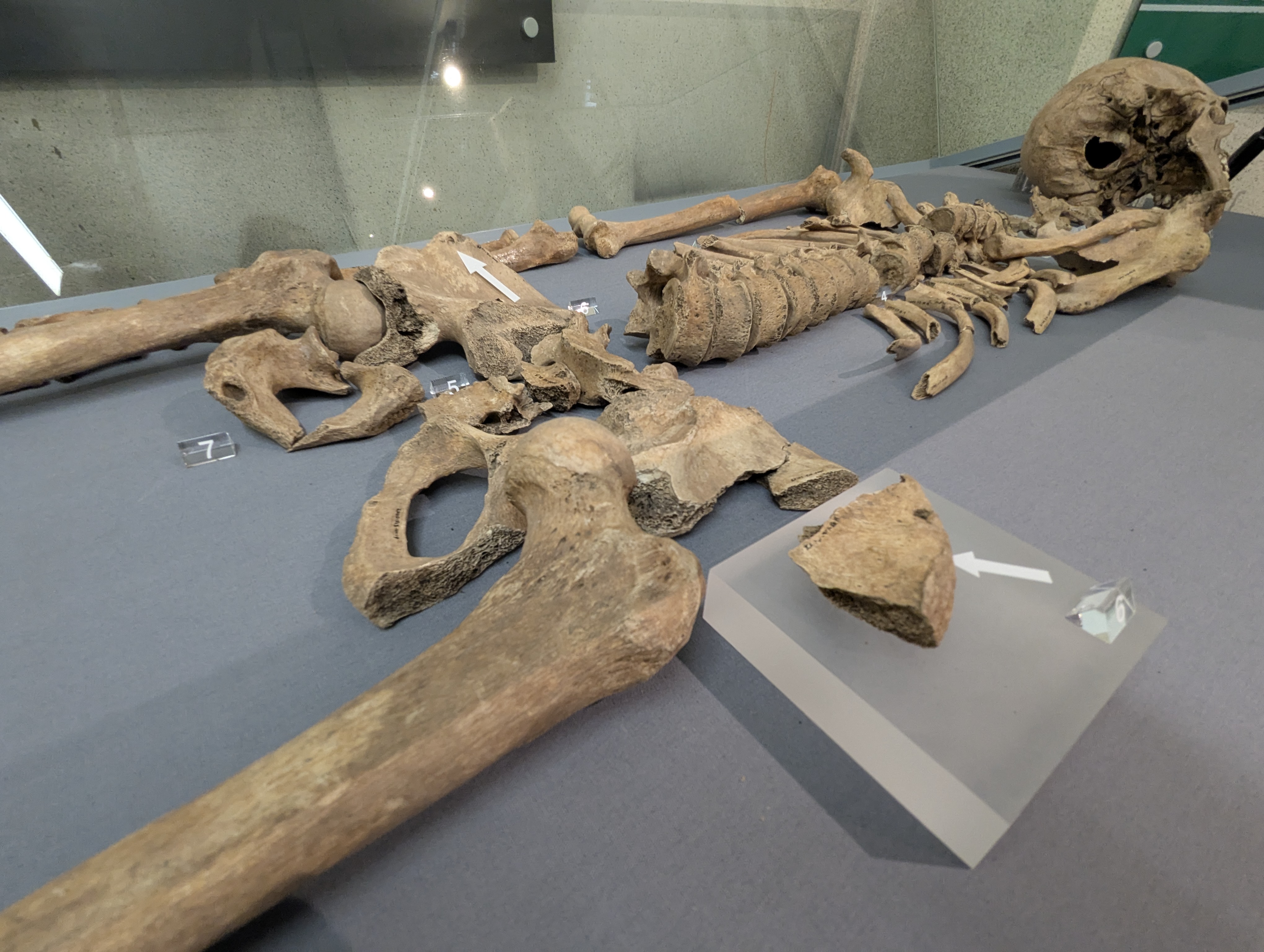 Gladiator skeleton laid out courtesy of York Archaeology