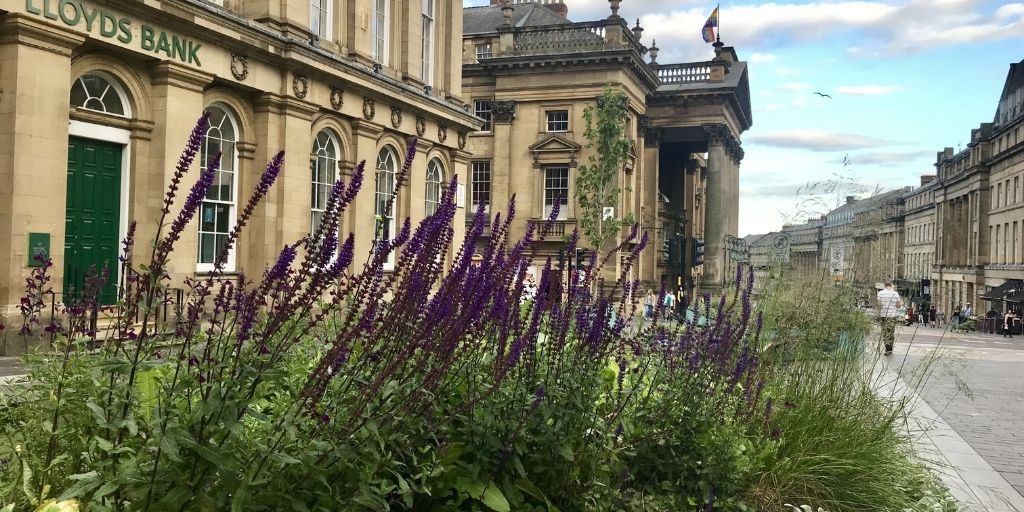 Lavender outside an old building