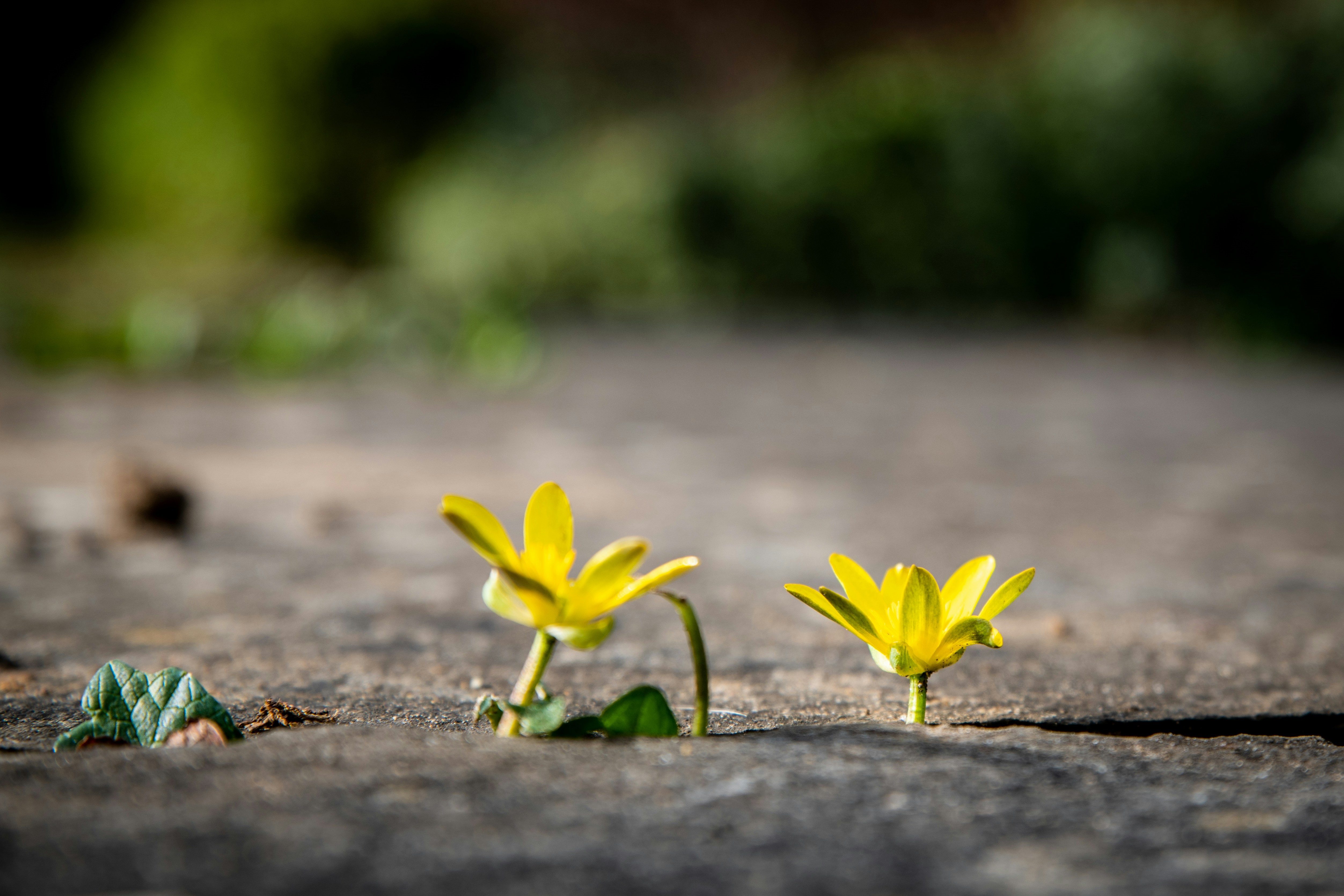 Two yellow flowers growing through cracked concrete