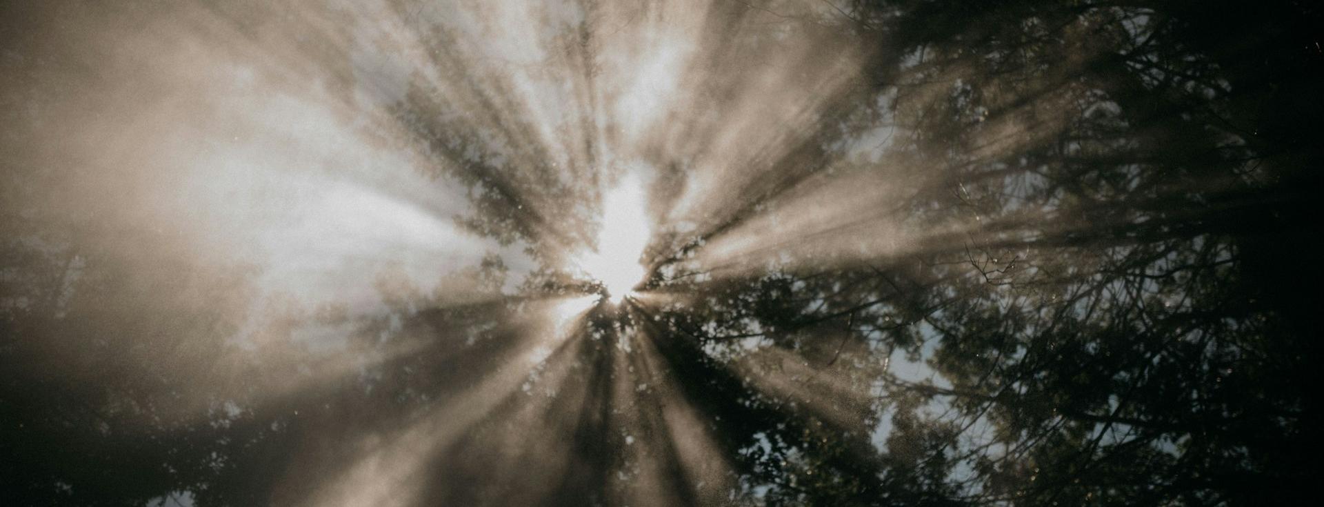 Sun rays coming through tree canopy