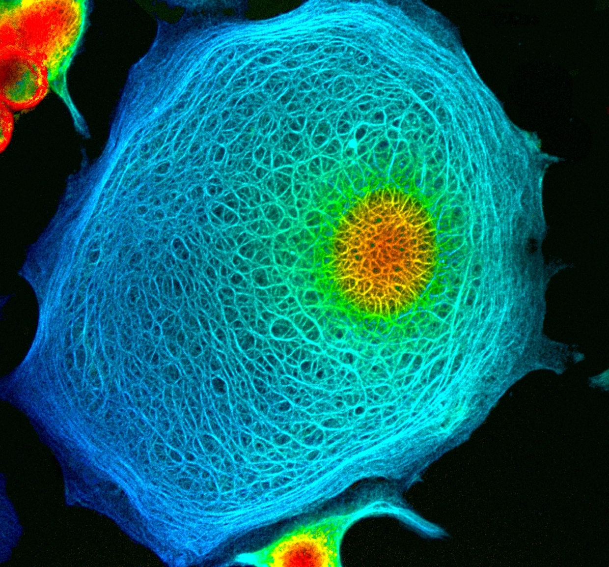 A Stained Cell