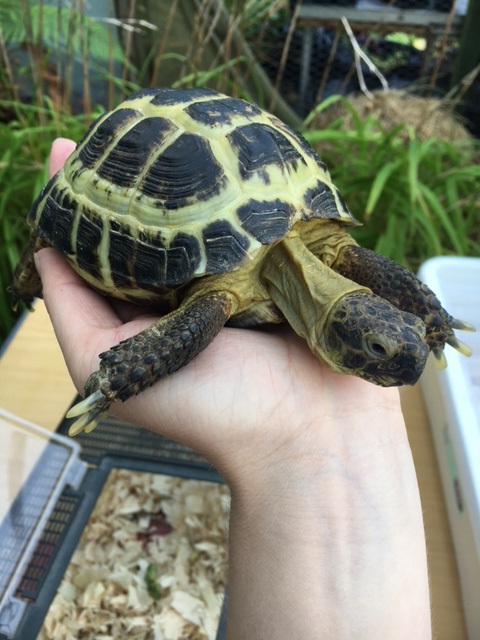 Tort-CC